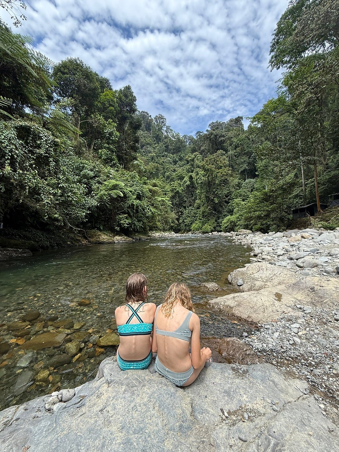 Sumatra bird in rainforest