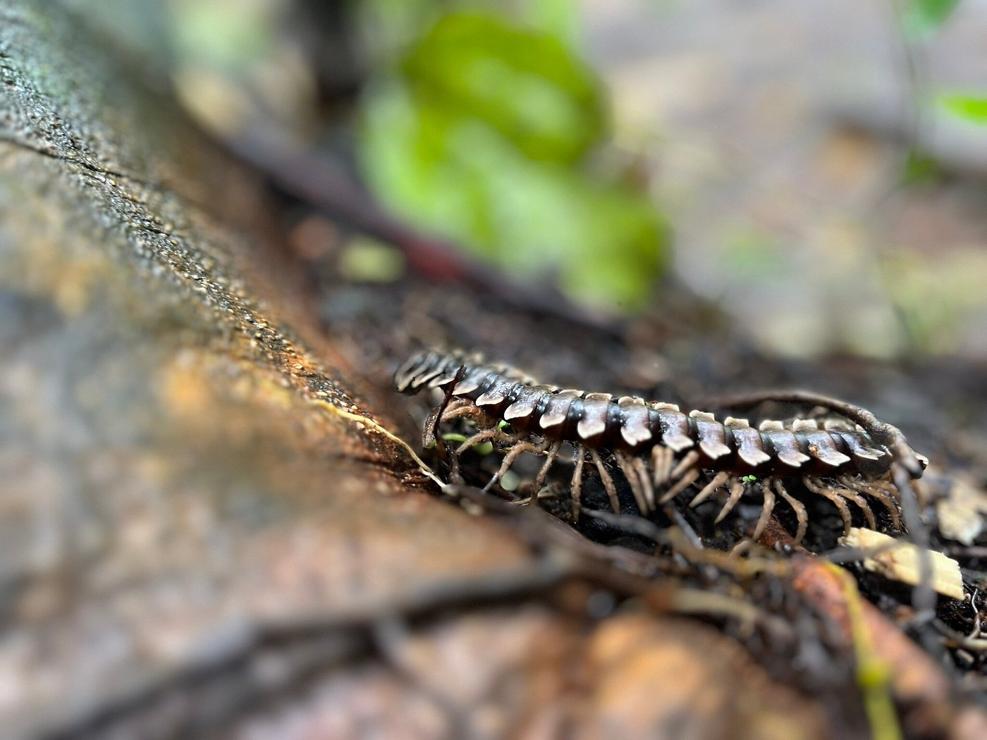 Jungle trekking BBQ in Bukit Lawang