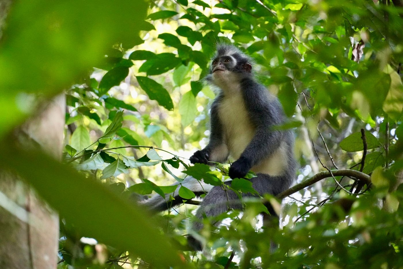 bukit lawang jungle treks