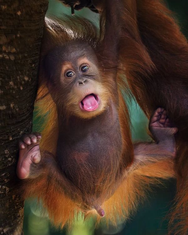 Sumatra orangutan tours jungle trekking in Bukit Lawang