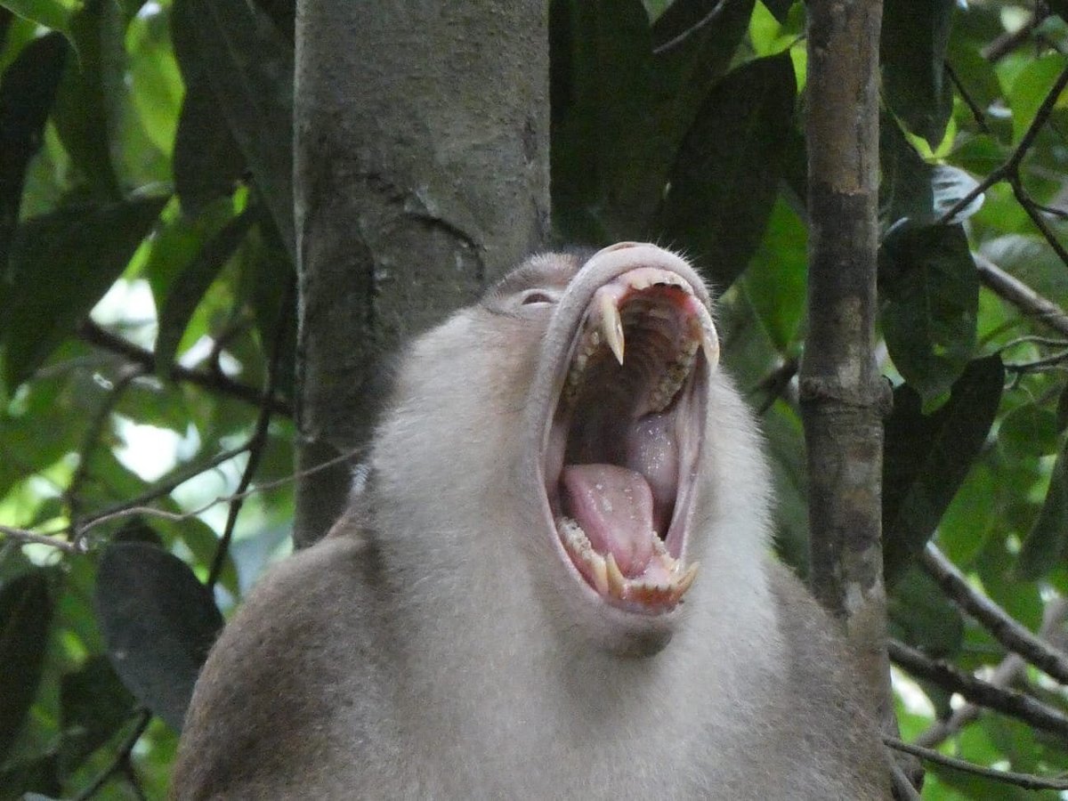 Bukit Lawang jungle treks adventure