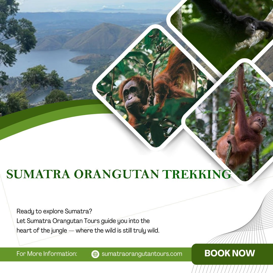 Sumatra Orangutan Trekking in Bukit Lawang | See Wild Orangutans in Sumatra