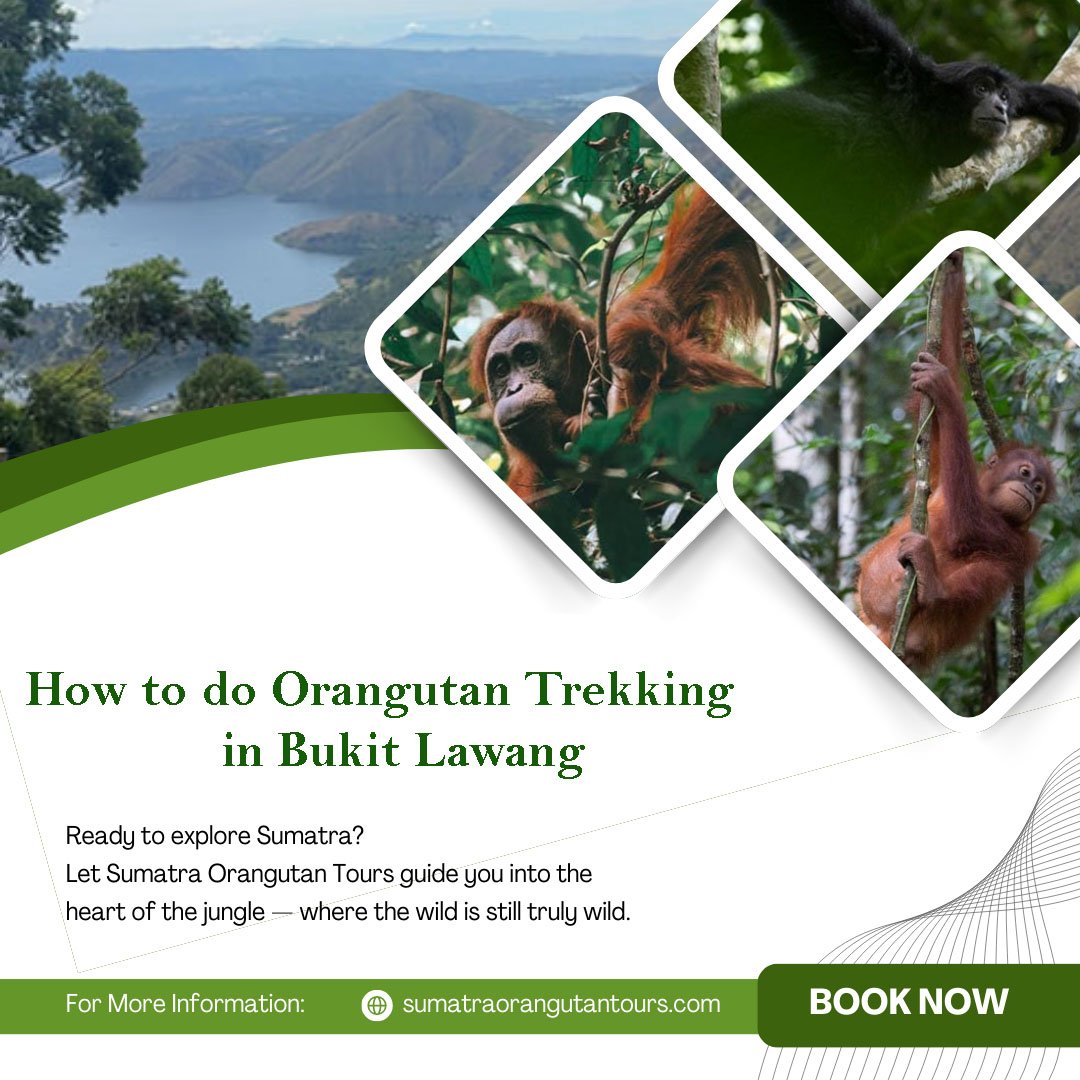 How to See Orangutans in Sumatra (Ethical Travel Guide)