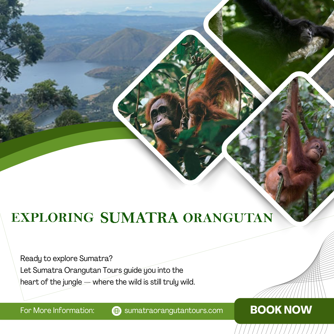 Beyond Tourism: Exploring Sumatra’s Orangutans in Their Natural Habitat