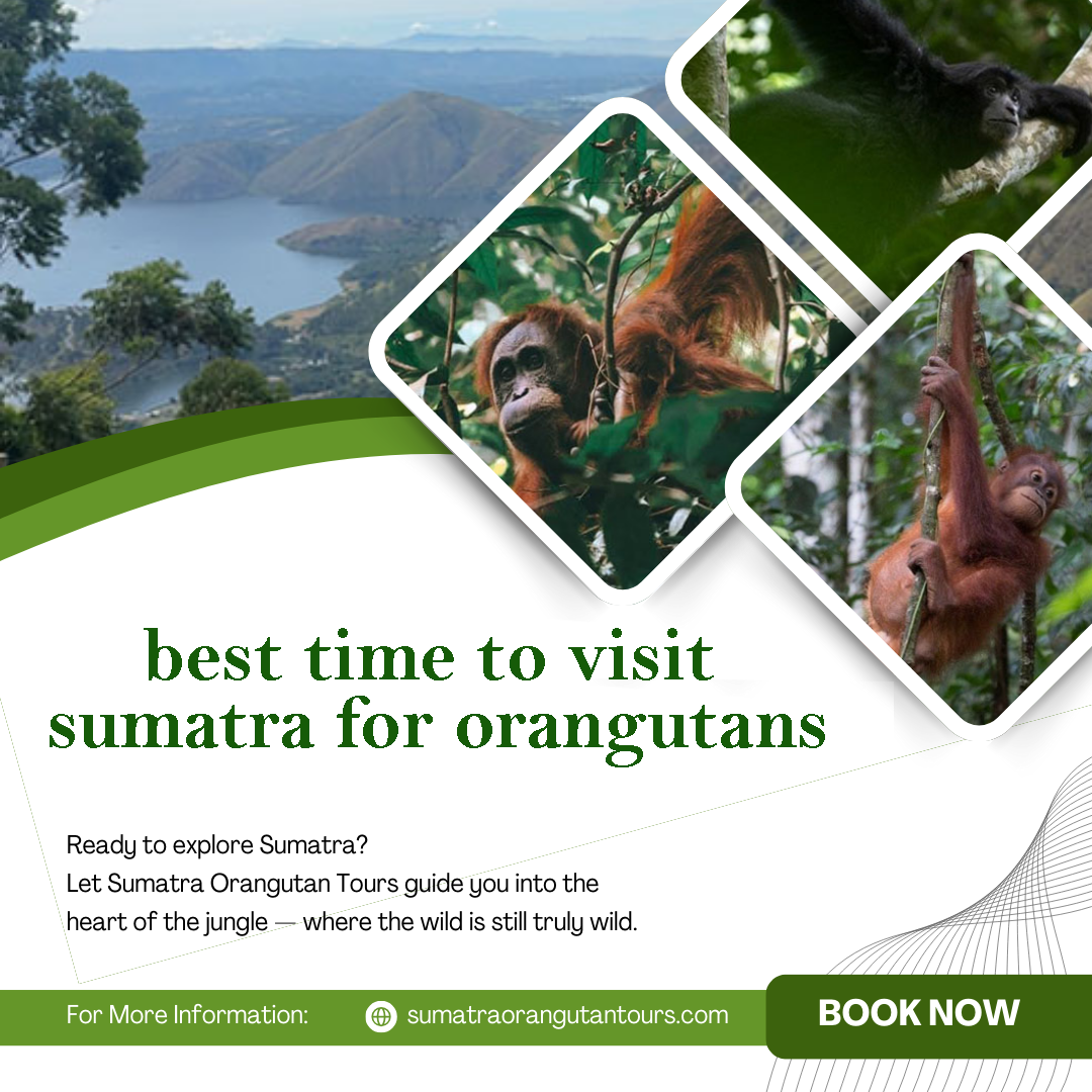 Best Time to Visit Sumatra for Orangutans | Travel Guide