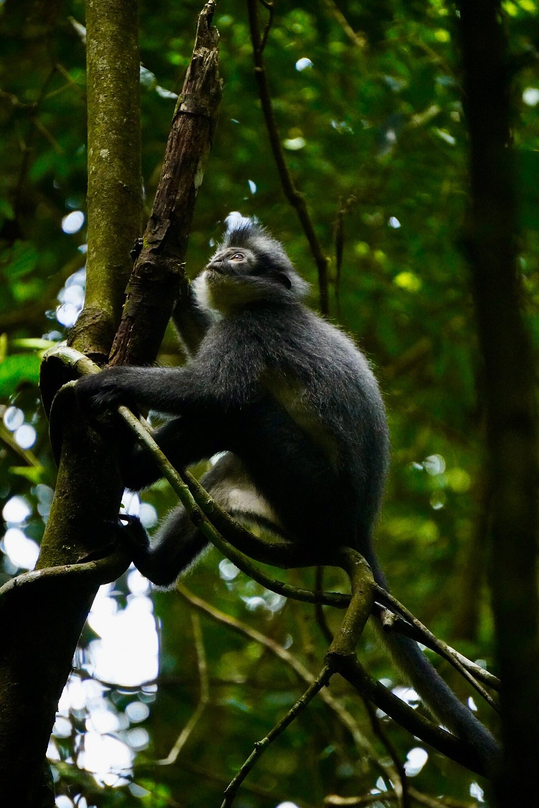 Bukit Lawang jungle trekking experience
