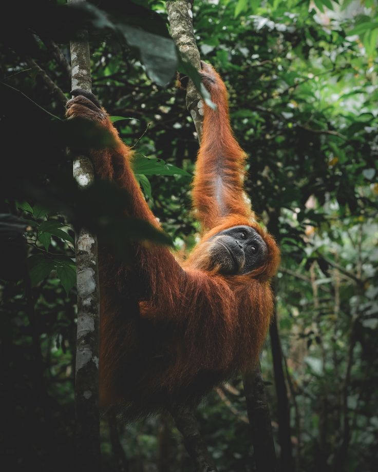 Orangutan in Bukit Lawang rainforest