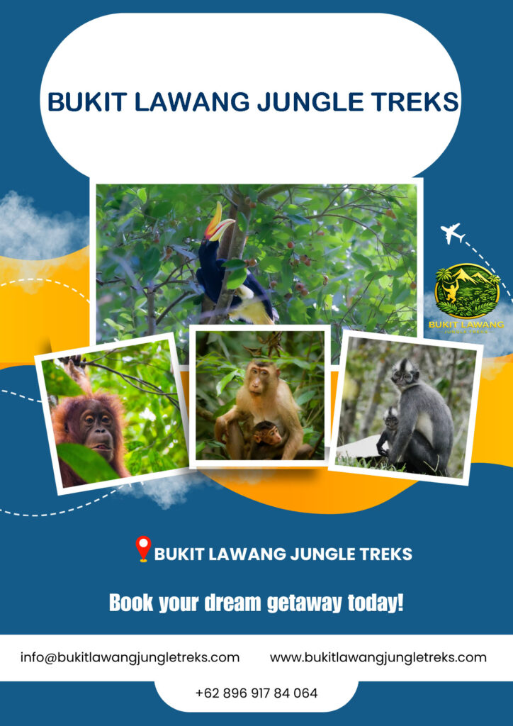 Bukit Lawang jungle trekking