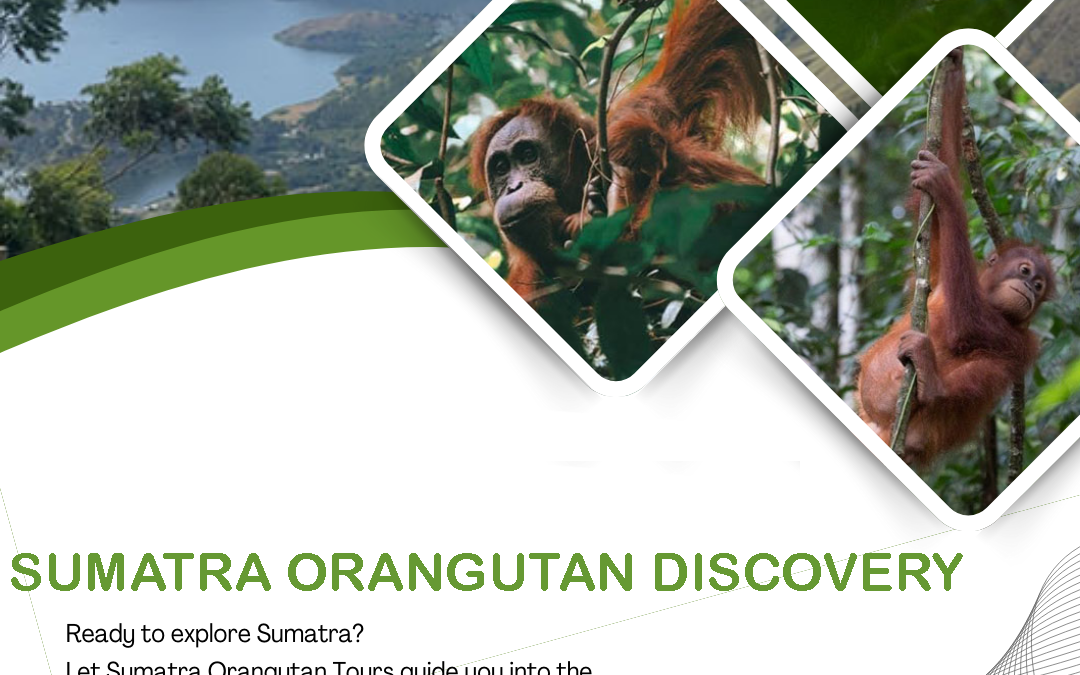 Sumatra Oranguta Discovery | Ethical Jungle Trekking in Bukit Lawang 2026