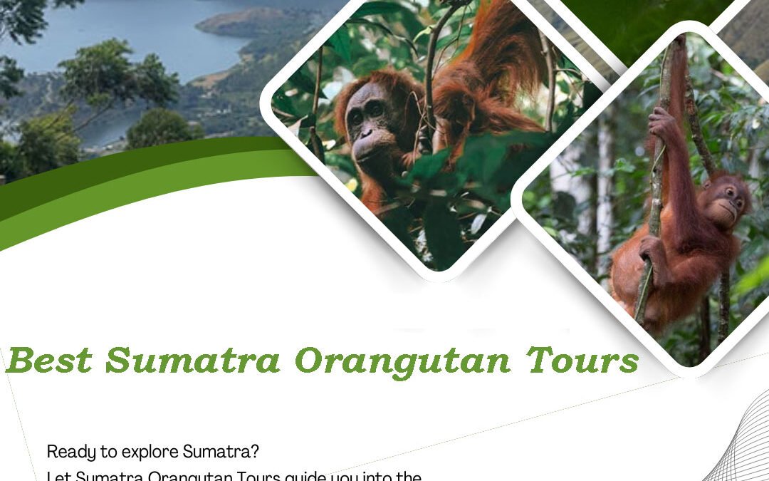 Best Sumatra Orangutan Tours | Ethical Trekking in Bukit Lawang