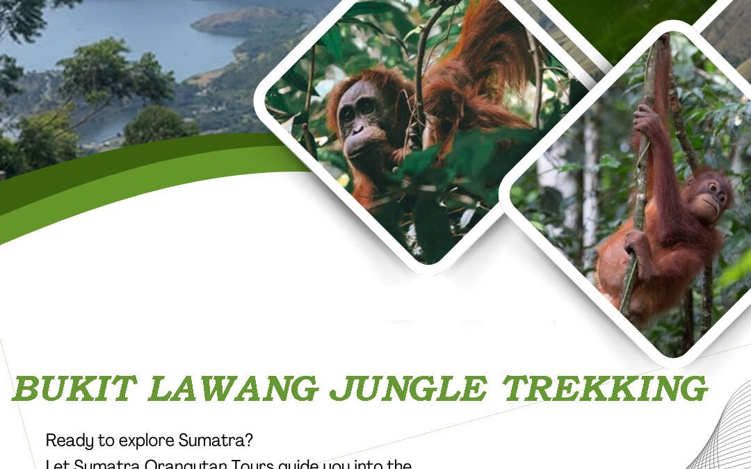 Bukit Lawang Jungle Trekking | The Ultimate Guide to Exploring Sumatra’s Rainforest