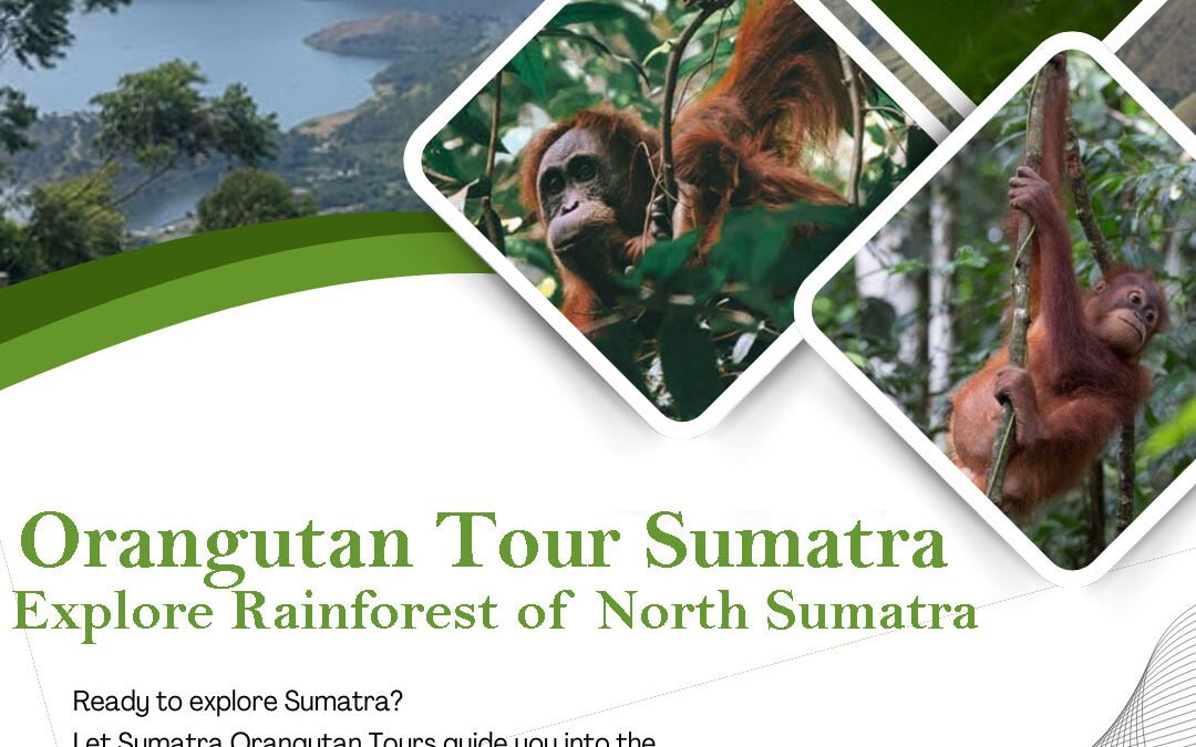 Orangutan Tour Sumatra | Explore the Wild Rainforest of North Sumatra