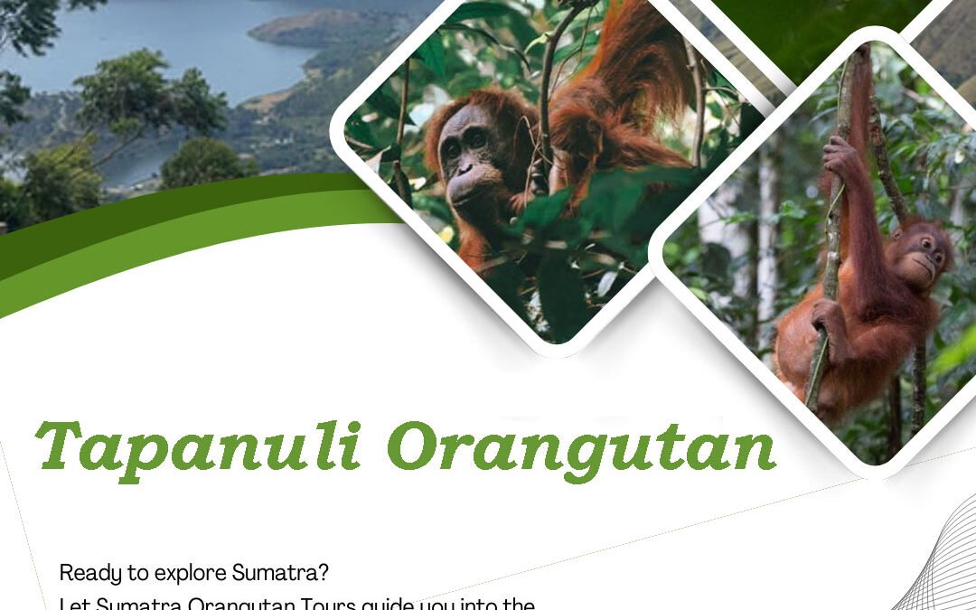 Tapanuli Orangutan Population Threatened by Floods in Sumatra