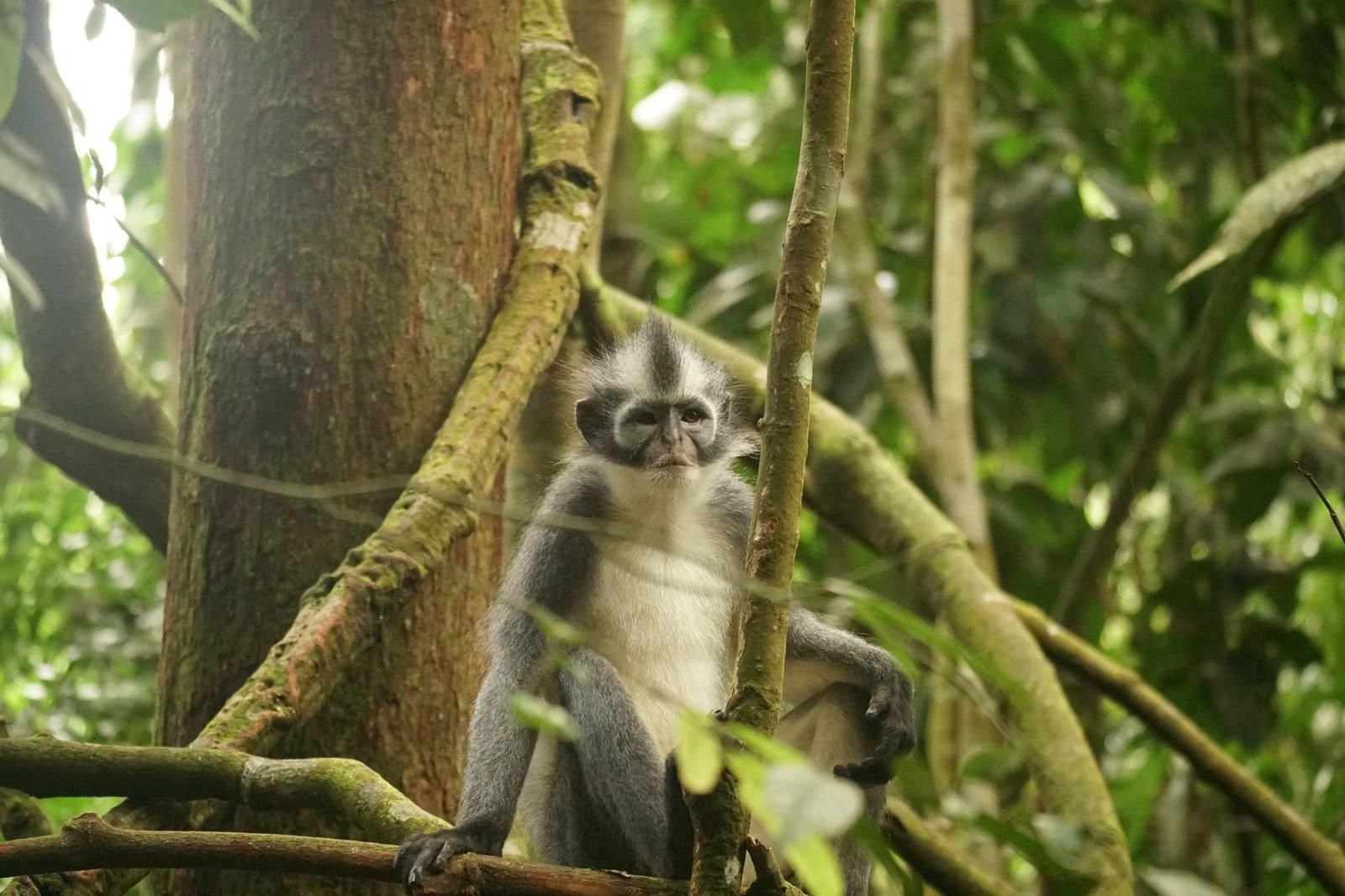thomas leaf monkey