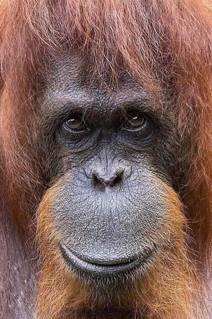Sumatra orangutan