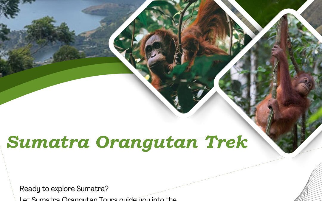 Sumatra Orangutan Trek | The Ultimate Jungle Trekking in Bukit Lawang