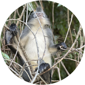 thomas-leaf-monkey-explore-sumatra
