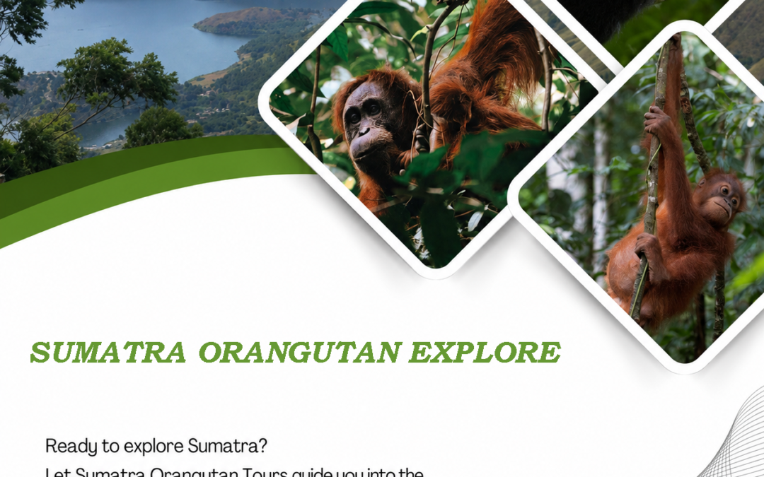 Sumatra Orangutan Explore |The Ultimate Ethical Jungle Trekking Experience in Bukit Lawang